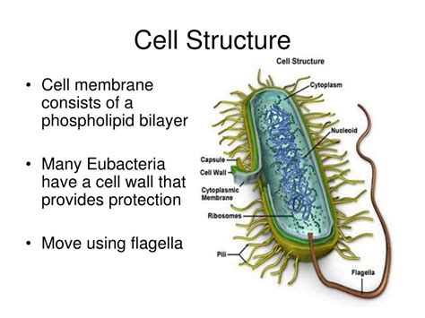 archae cells are most similar to which other cells